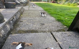 Jack Russell dogs for sale: Jack Russell pups - Image 7