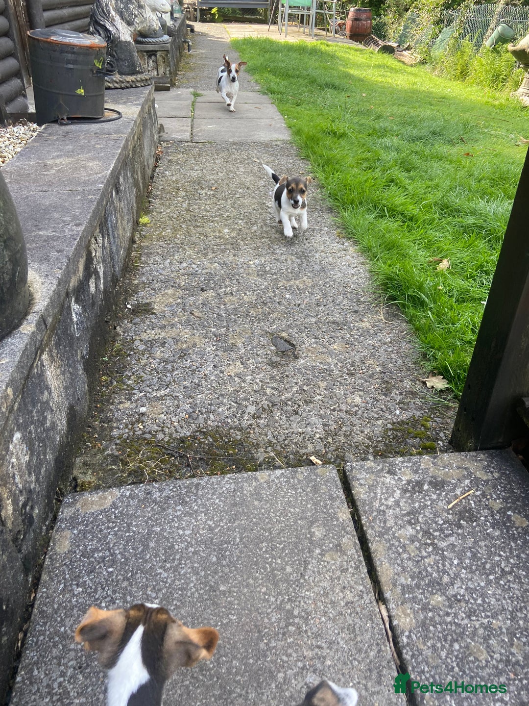 Jack Russell dogs for sale: Jack Russell pups - Image 7