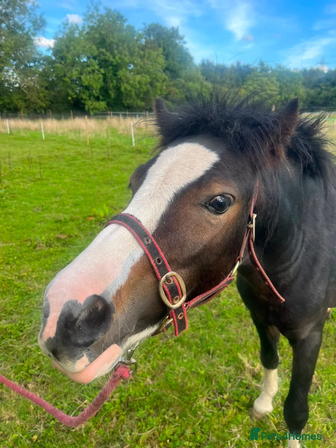 Welsh Section A horses for sale: Registered sec A Colt  in Manchester - Advert 2