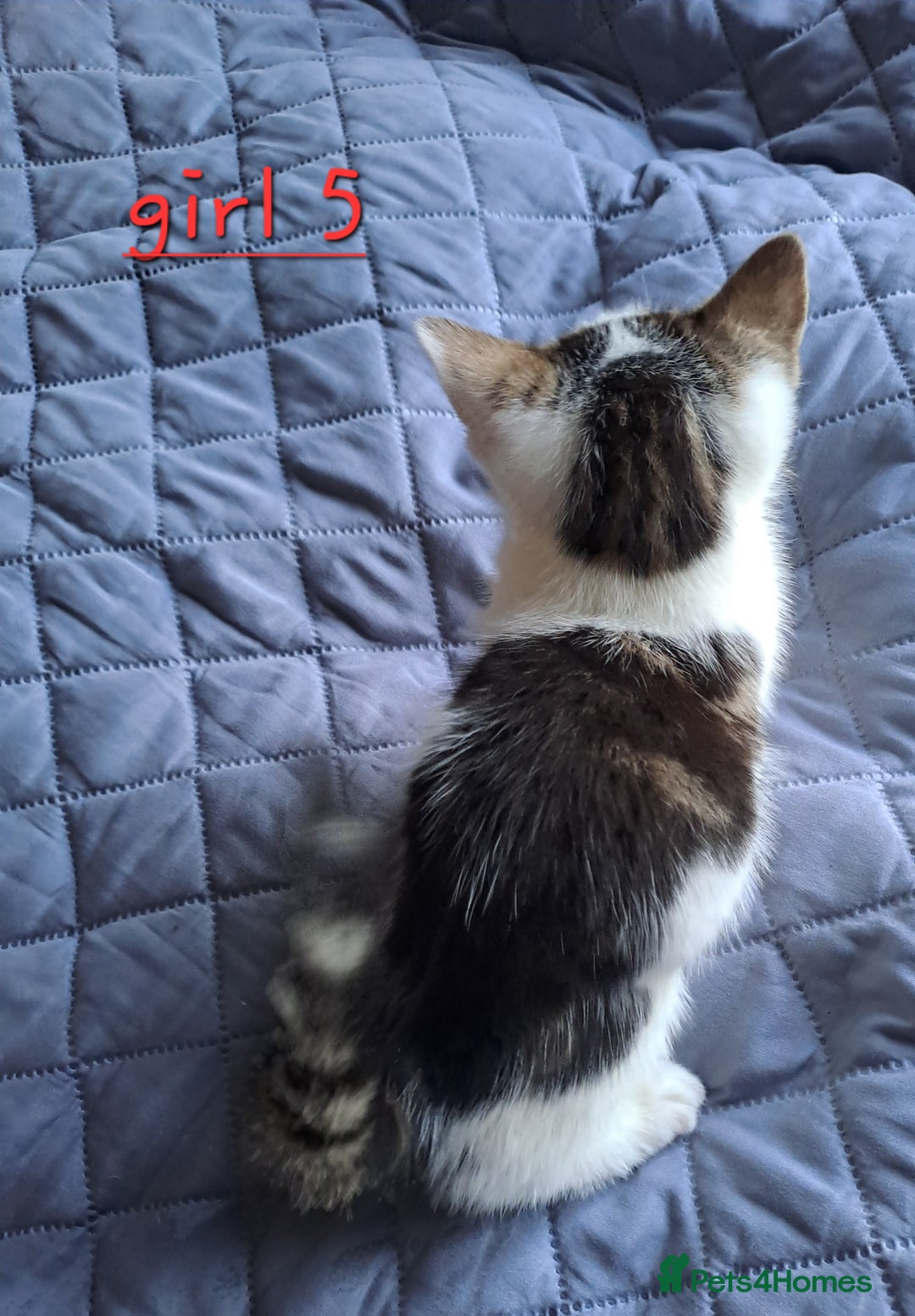 Domestic Shorthair cats for sale: 3 gorgeous kittens for sale - Advert 27