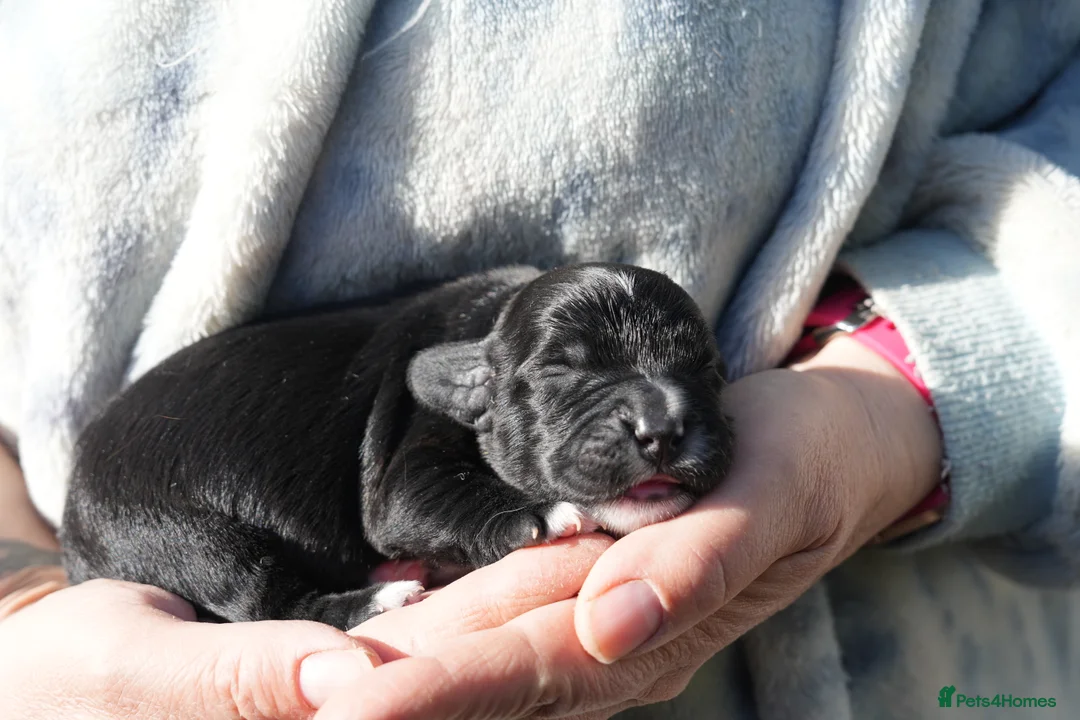 Cocker Spaniel dogs for sale: working cocker spaniel kc reg health tested. Lemon - Advert 13