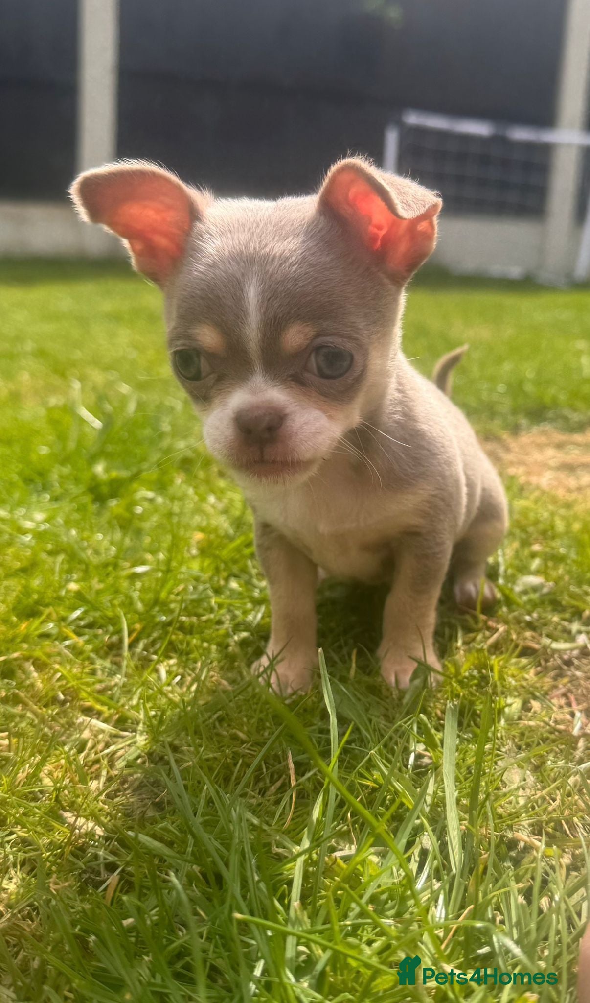 Chihuahua dogs  READY NOW KC Very small chihuahua puppies - Advert 7
