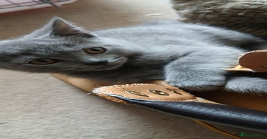Mixed Breed cats - Advert 15