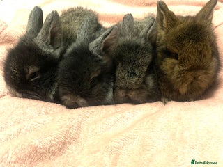 Lionhead rabbits Bouncing bunnies - Advert 9