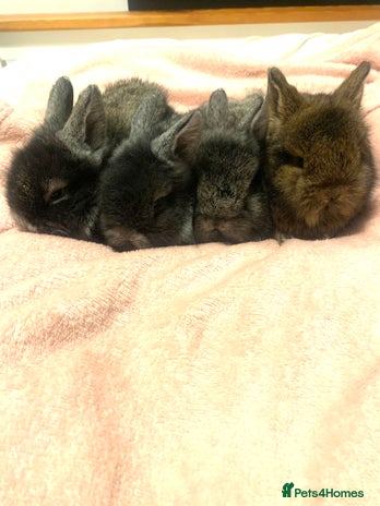 Lionhead rabbits Bouncing bunnies - Advert 4