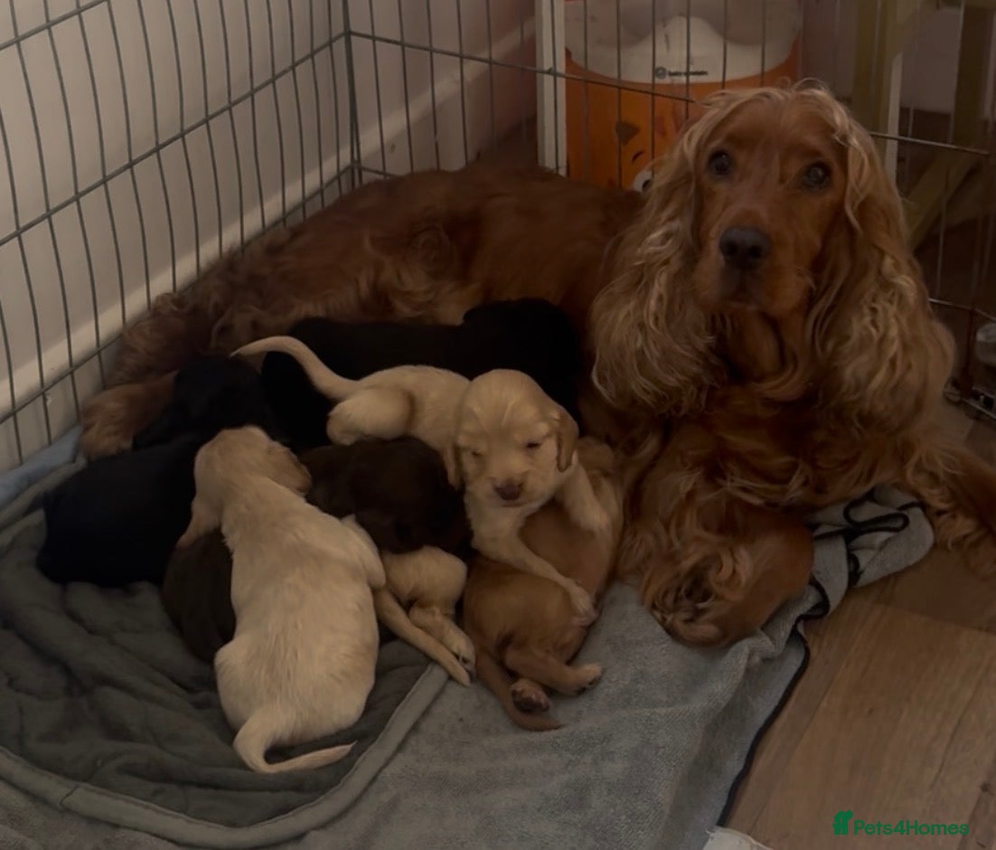 Cocker Spaniel dogs beautiful litter of chunky show cockerspaniel pups - Advert 1