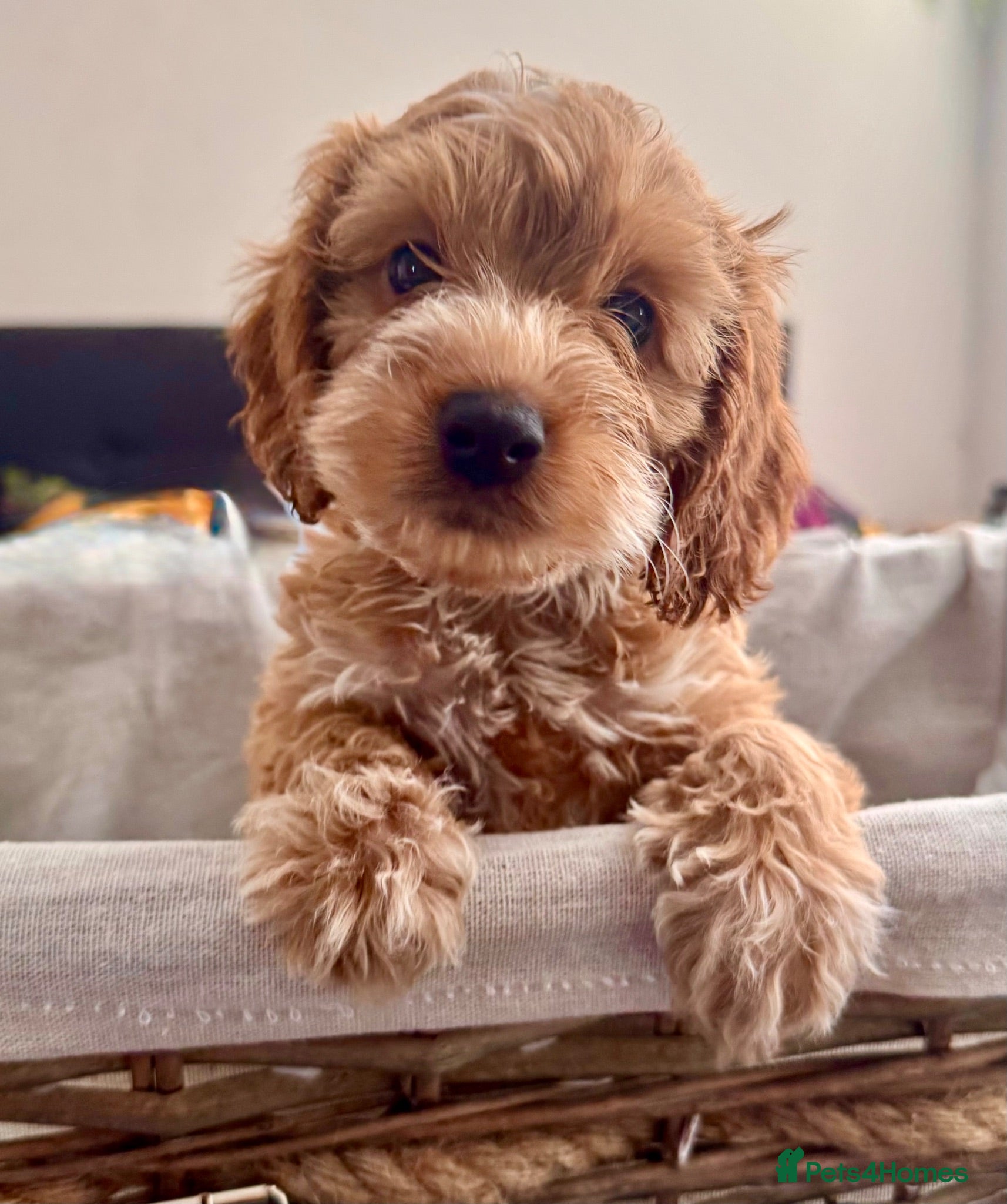 Cockapoo dogs STUNNING DARK RED,APRICOT & WHITE COCKAPOO PUPPIES - Advert 1
