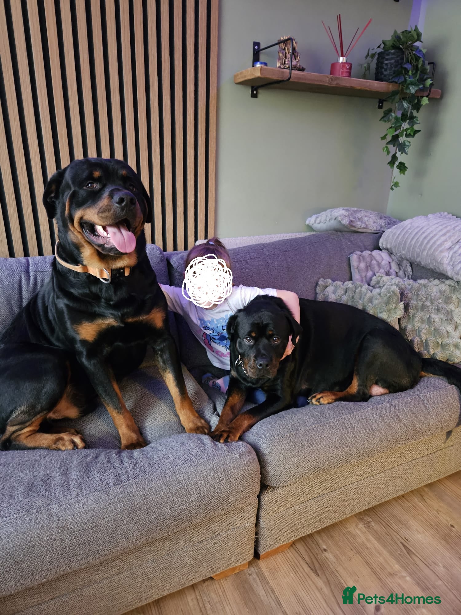 Rottweiler dogs KC registered sunning male for stud  - Advert 10