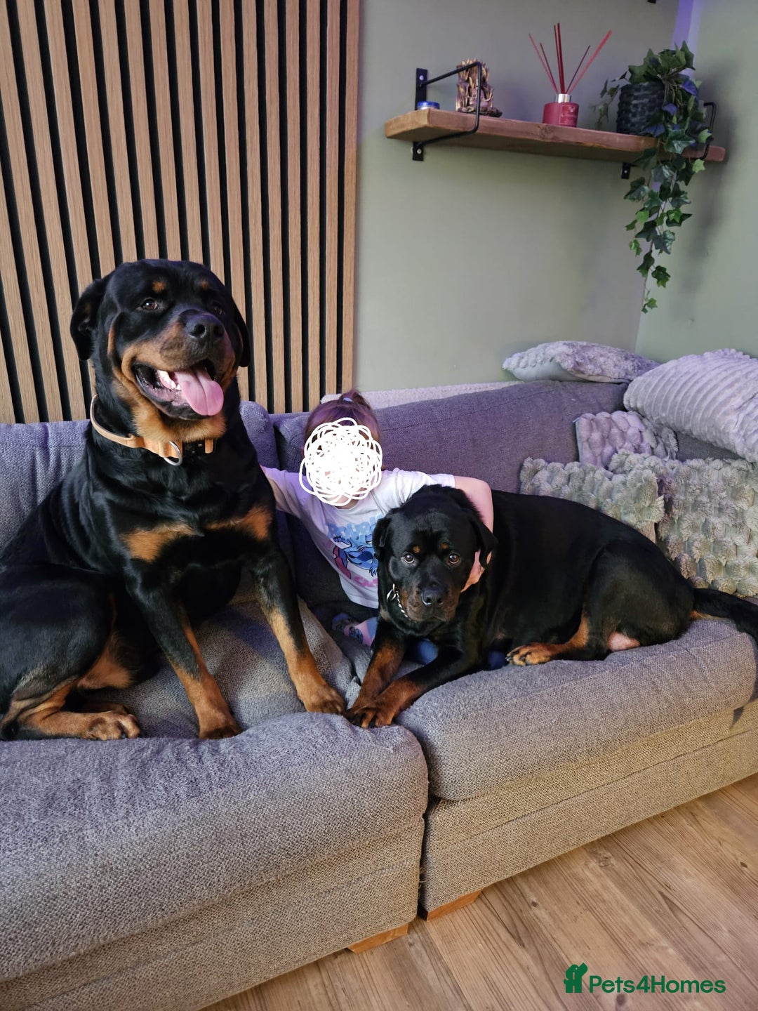 Rottweiler dogs for stud: KC registered sunning male for stud  - Advert 1
