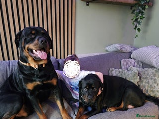 Rottweiler dogs KC registered sunning male for stud - Advert 10