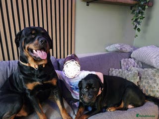 Rottweiler dogs KC registered sunning male for stud - Advert 5
