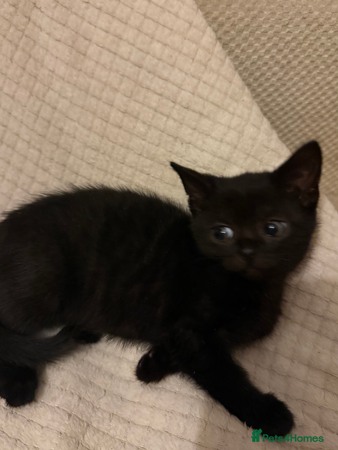 Mixed Breed cats for sale: Beautiful kittens  - Image 3