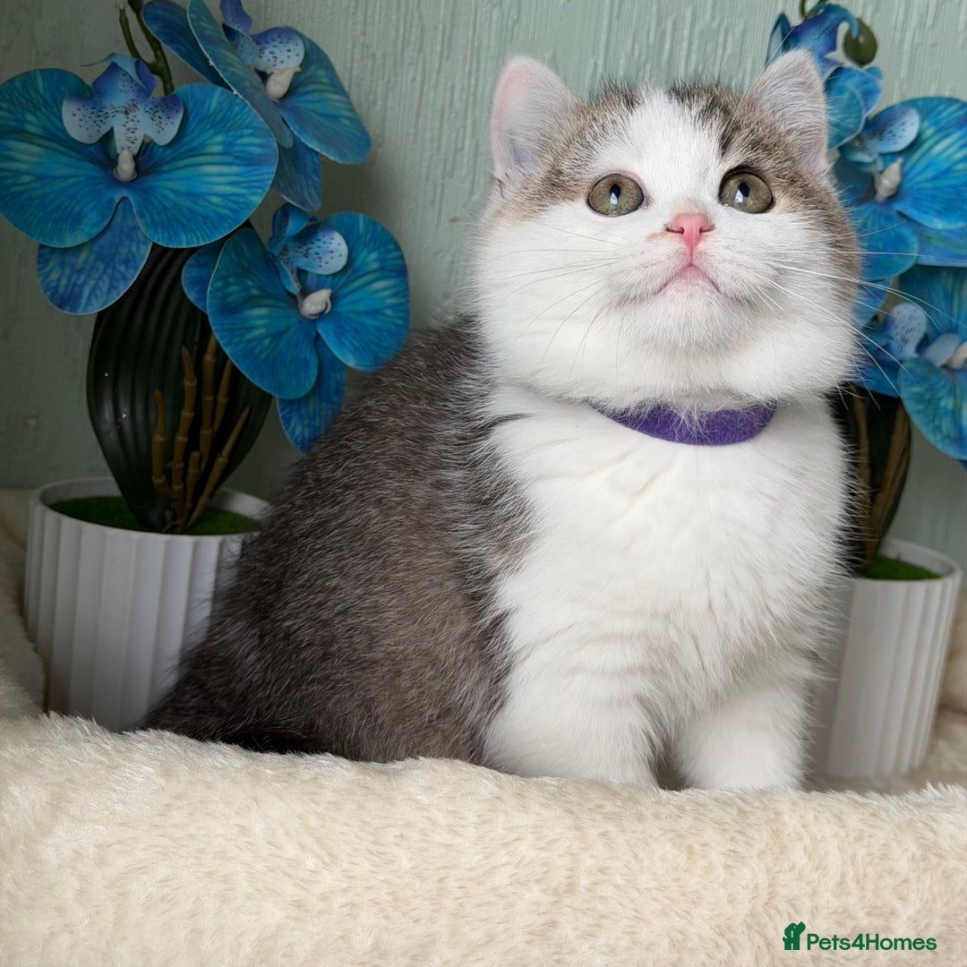 British Shorthair cats for sale: British shorthair golden tricolour TICA - Advert 12