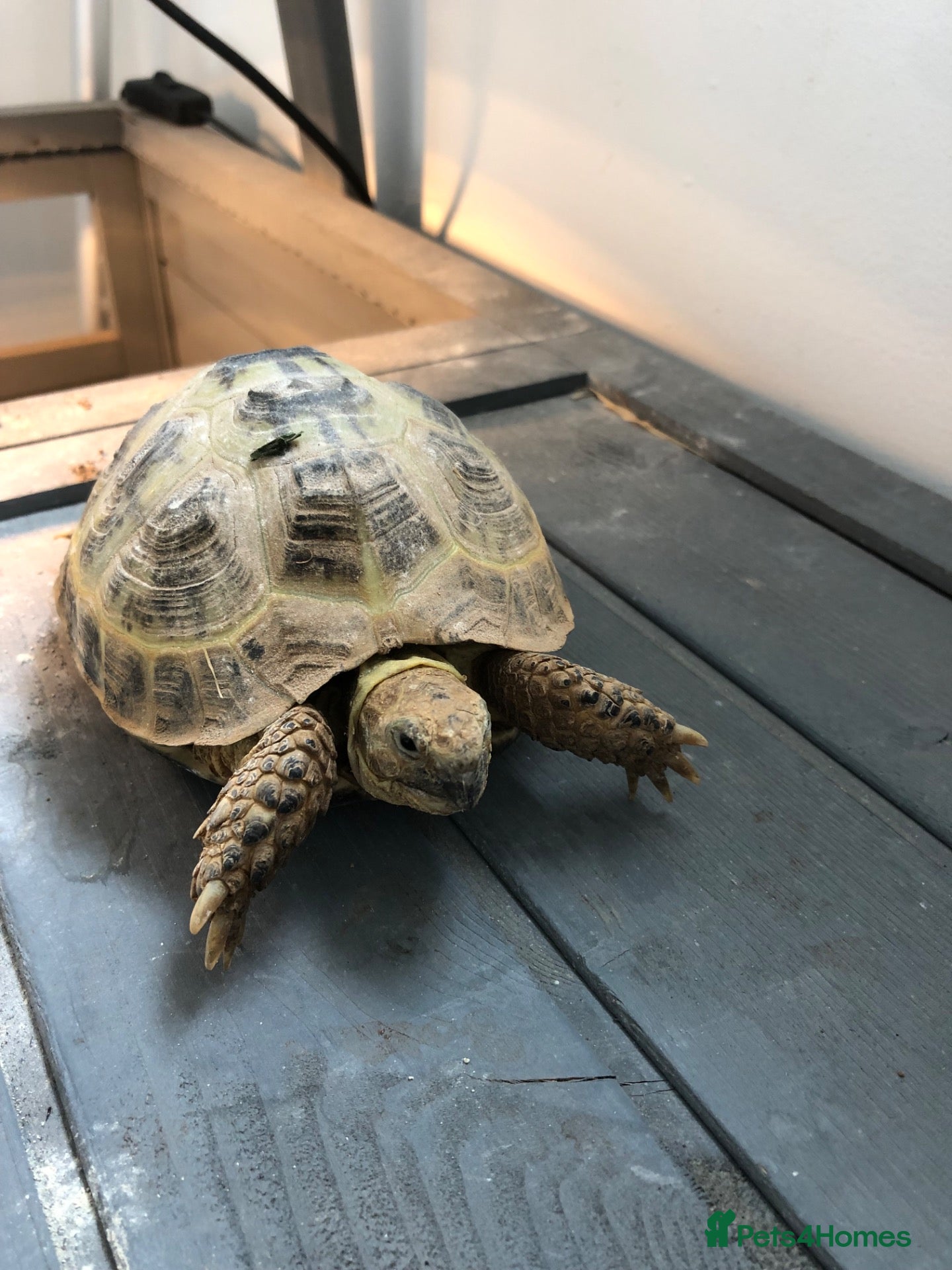 Tortoise reptiles Horsefield Tortoise  - Advert 1