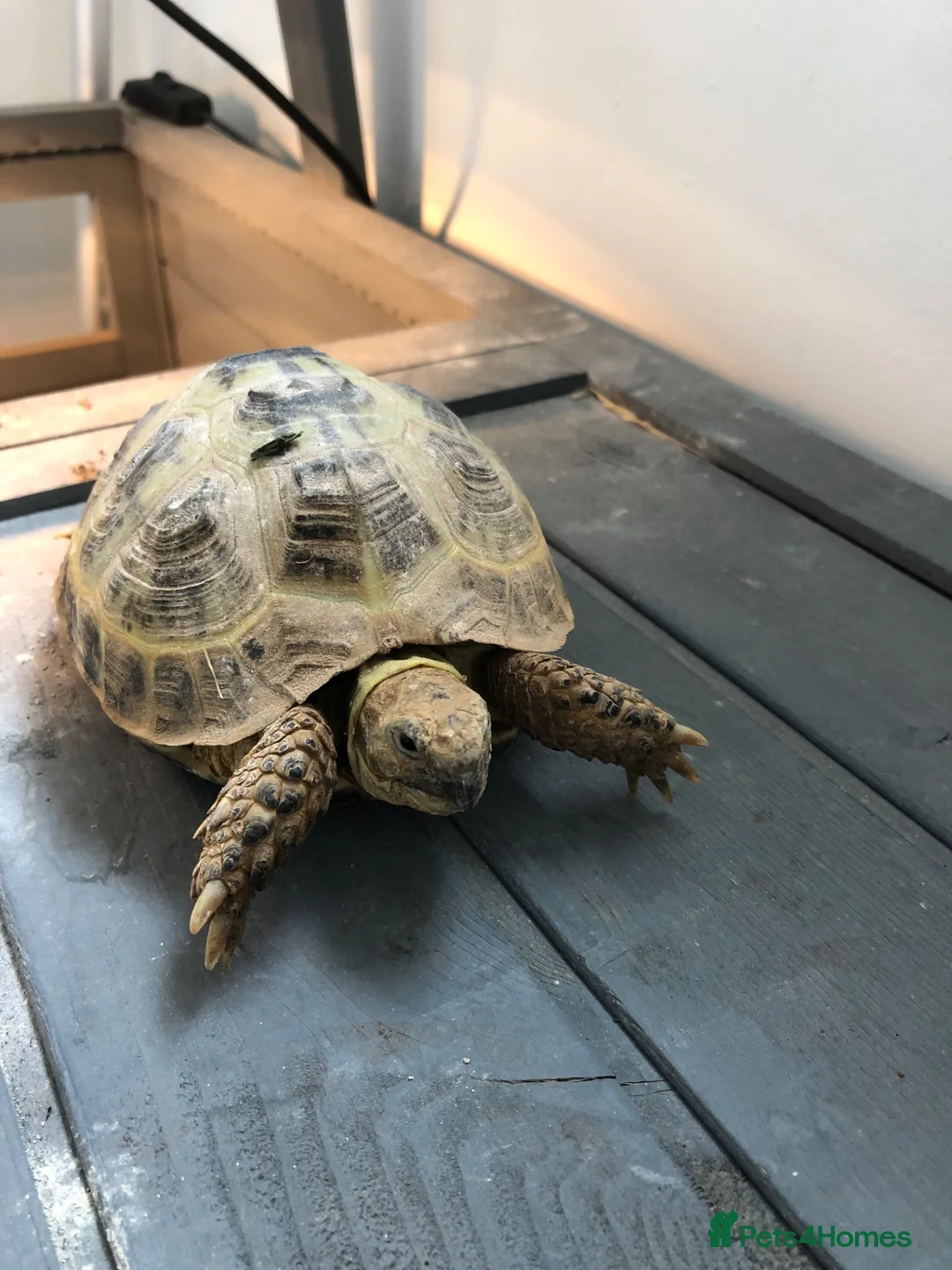 Tortoise reptiles for sale: Horsefield Tortoise  - Advert 1