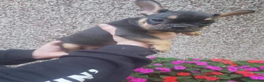 French Bulldog 4