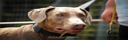Dobermann dogs for stud: Proven isabella doberman for stud in Coventry - Advert 5