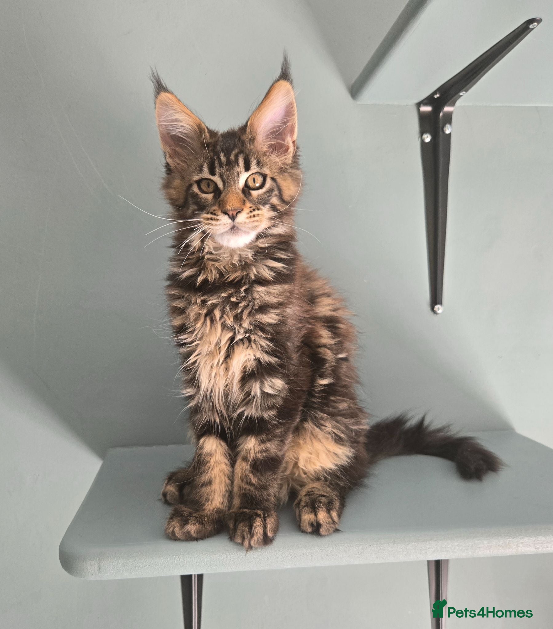 Maine Coon cats Ready now - stunning gccf maine coons  - Advert 14