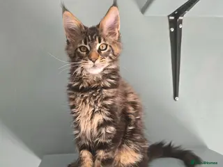 Maine Coon cats Ready now - stunning gccf maine coons - Advert 14