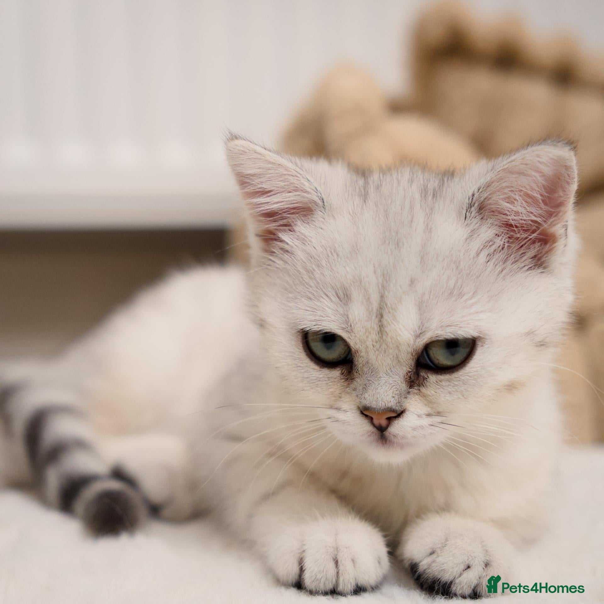 Scottish Fold cats Bella – Beautiful Female Kitten – £650 - Advert 1