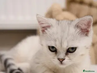 Scottish Fold cats Bella – Beautiful Female Kitten – £650 - Advert 3