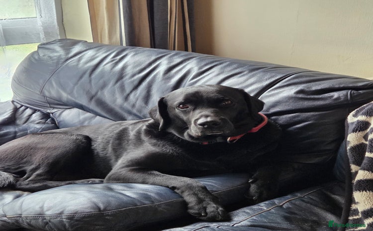 Labrador Retriever dogs in Coventry - Advert 4
