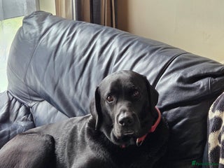 Labrador Retriever dogs in Coventry - Advert 34