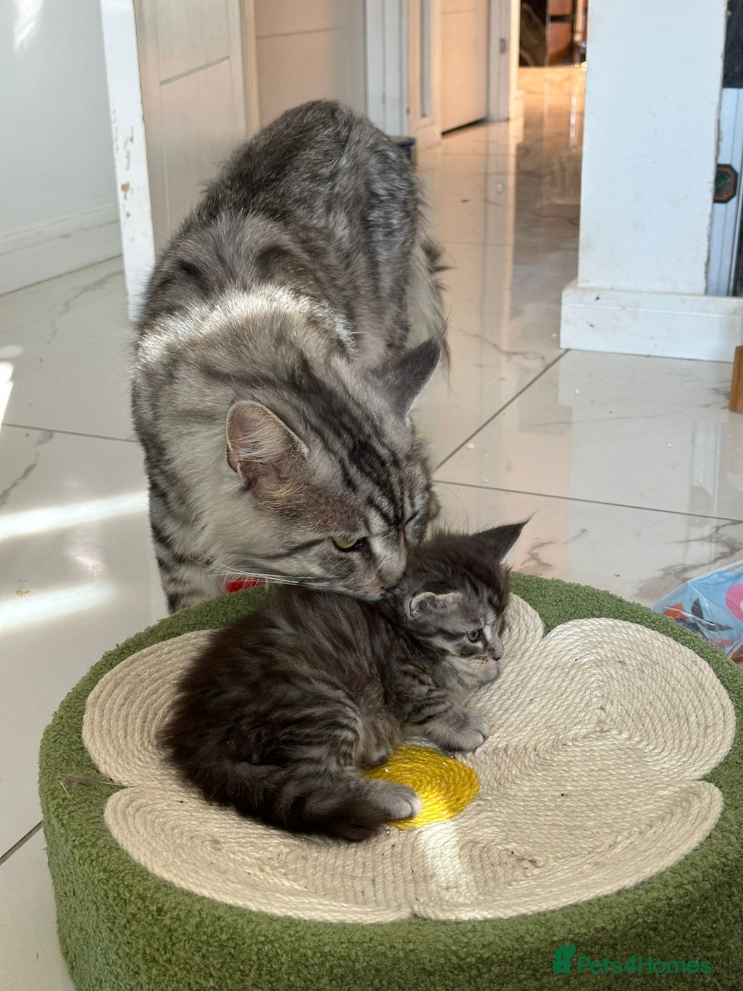 Maine Coon cats for sale: Stunning Mainecoon Kittens - Image 19