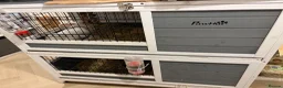 Mixed Breed rabbits for sale: Two Rabbits For Rehome - Advert 1