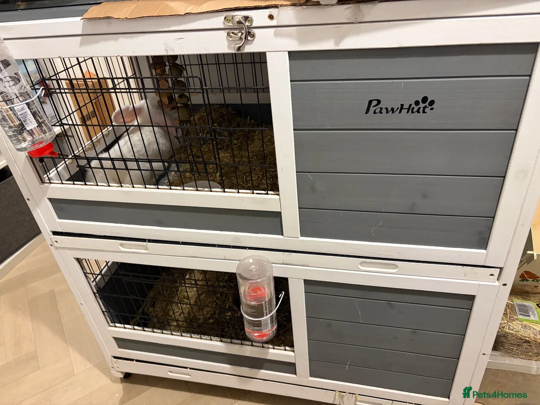 Mixed Breed rabbits for sale: Two Rabbits For Rehome - Advert 1