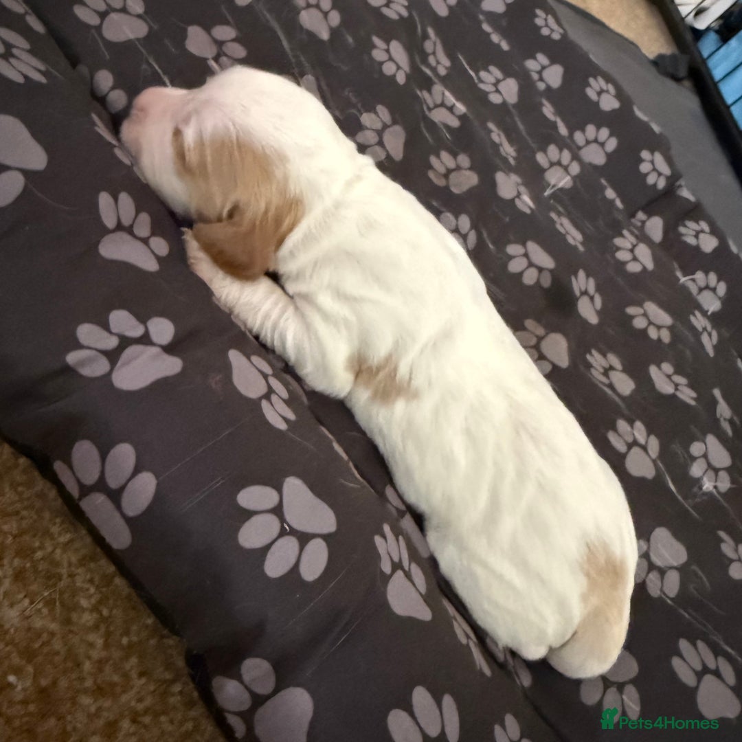 Cocker Spaniel dogs for sale: 2 Gorgeous male White+Lemon Cocker Spaniel Puppies - Image 7