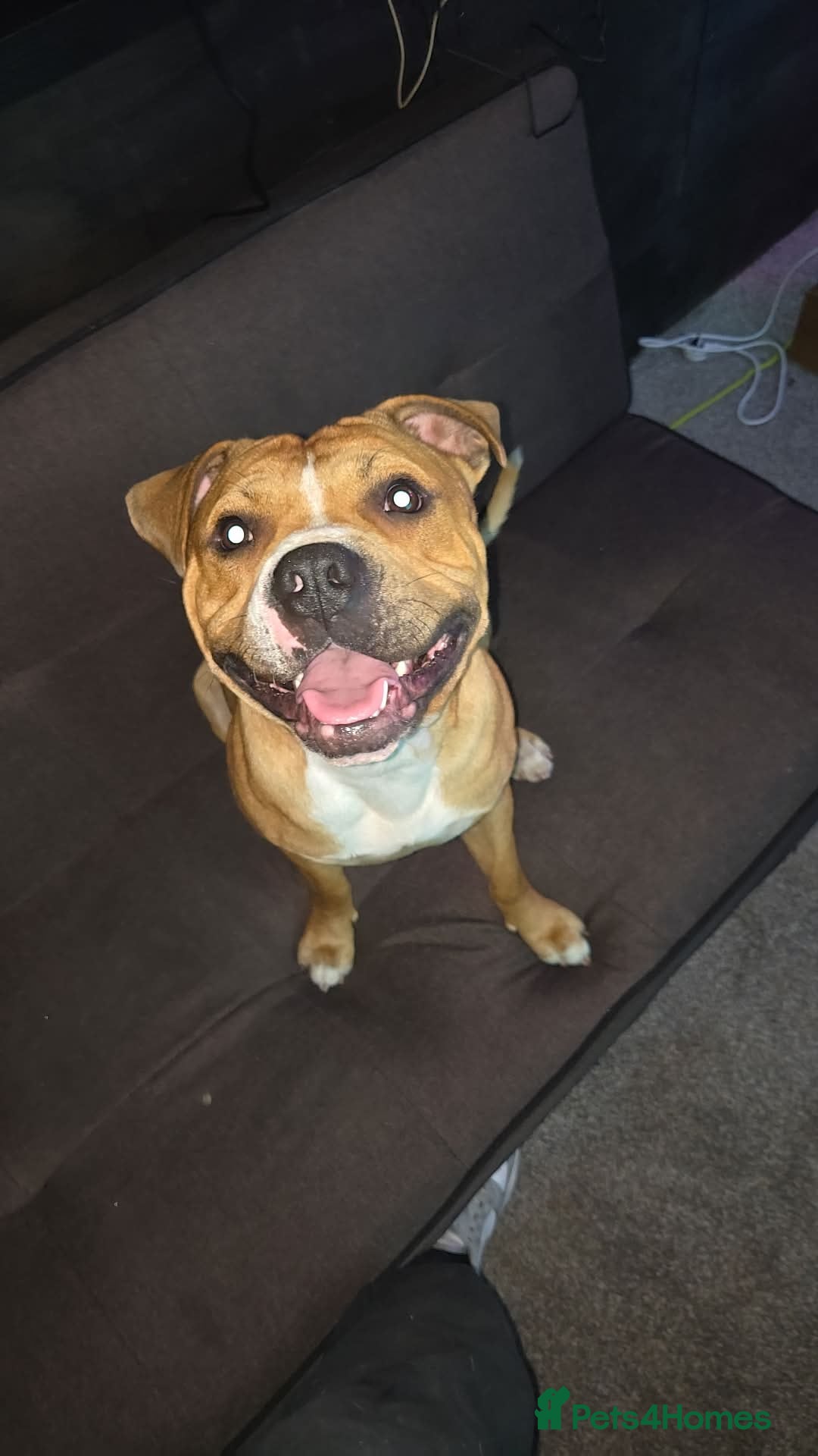 Staffordshire Bull Terrier dogs Staffy for stud - Advert 9