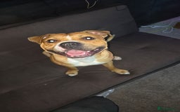 Staffordshire Bull Terrier dogs for stud: Staffy for stud - Image 1