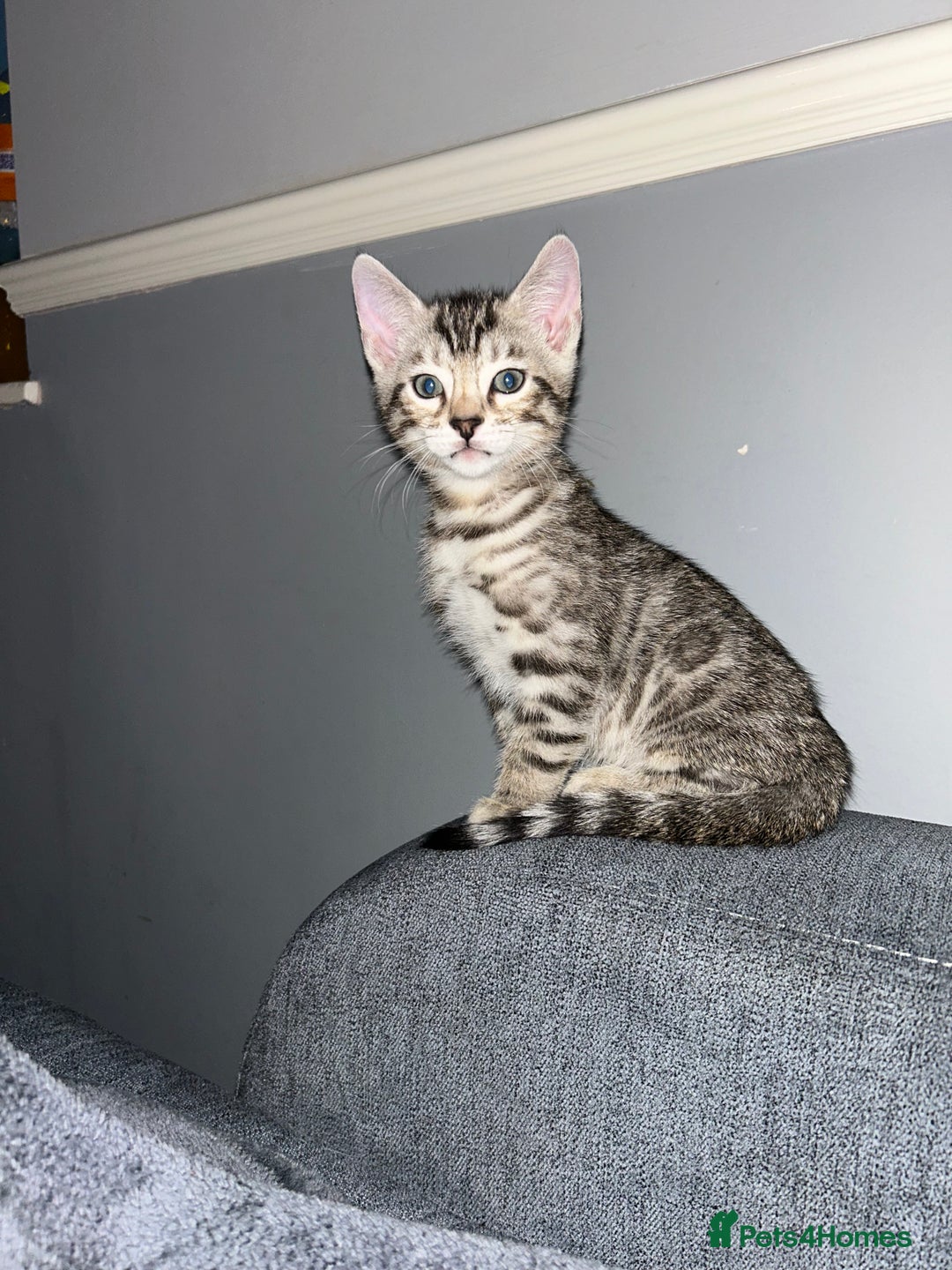 Bengal cats for sale: Bengal Kittens for Sale – Girl & Boy 🐆💛 - Image 4