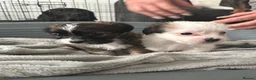 Mixed Breed dogs for sale: 4 gorgeous mini shih tzu x jack russels - Advert 3