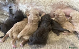 Cockapoo dogs for sale: Cockapoo genetic & health 5⭐️ Chocolate apricot - Image 11