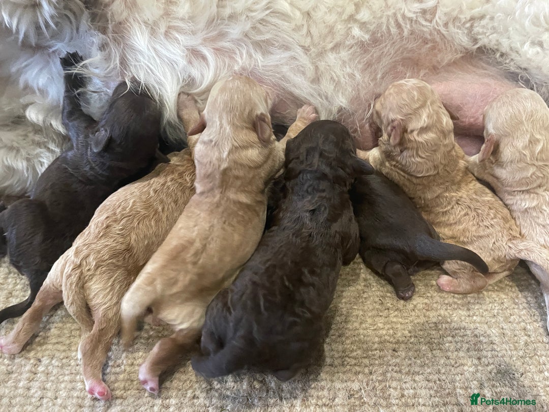 Cockapoo dogs for sale: Cockapoo genetic & health 5⭐️ Chocolate apricot - Image 11