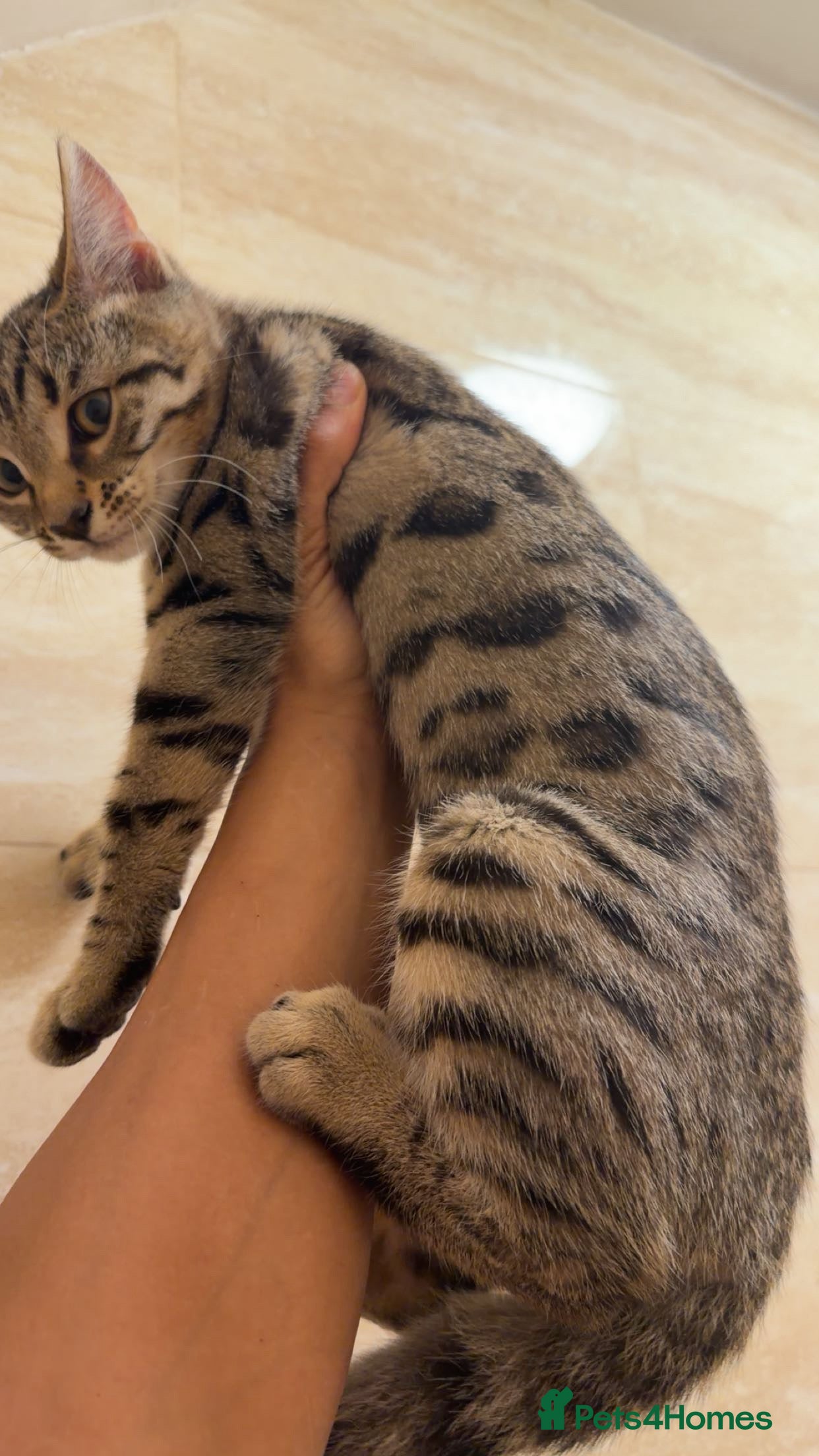 Mixed Breed cats for sale: BENGAL MIX KITTENS 4 SALE SOUTH LONDON - Advert 15