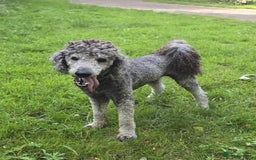 Standard Poodle dogs for sale: KC standard poodle for sale ! - Image 10
