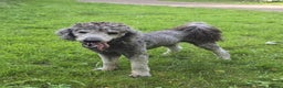 Standard Poodle dogs for sale: KC standard poodle Silver girl for sale ! - Advert 11