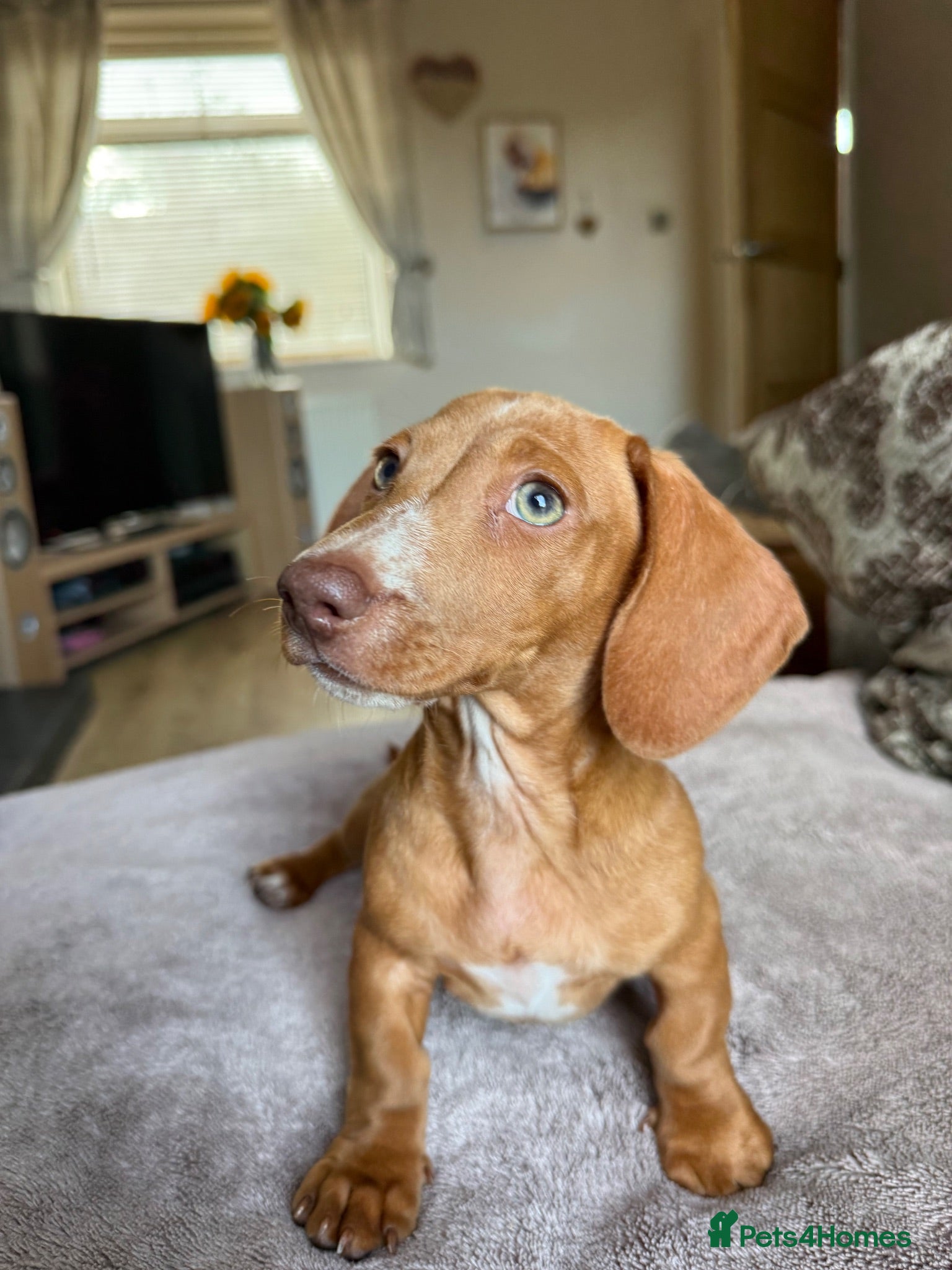 Miniature Dachshund dogs 🐾 Kc Reg Smooth Haired Miniature Dachshunds 🐾  - Advert 2