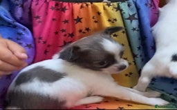 Chihuahua dogs for sale: 2 chihuahua boys left  - Image 12