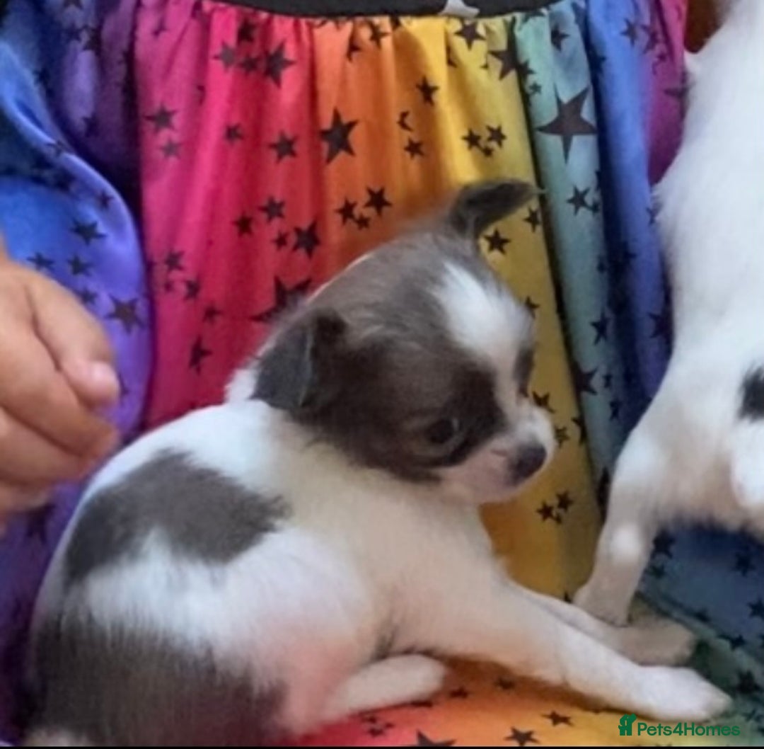 Chihuahua dogs for sale: 2 chihuahua boys left  - Image 12