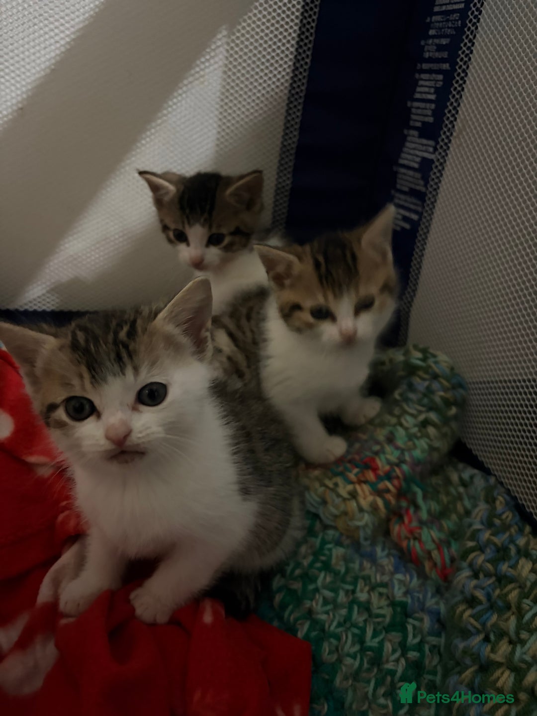 Mixed Breed cats for sale: 5 kittens needing loving home  - Advert 9