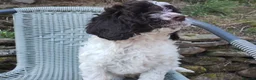 Cockapoo dogs for sale: beautiful Cockapoo puppies in Southsea - Advert 4