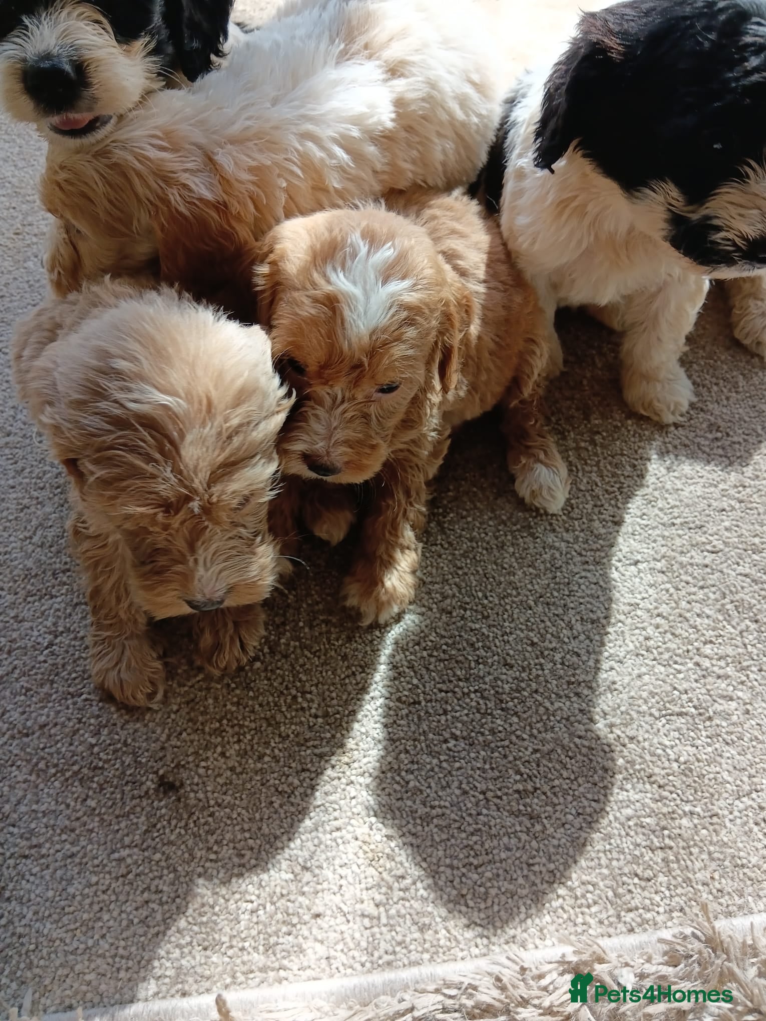 Cockapoo dogs Cockapoos - Advert 1