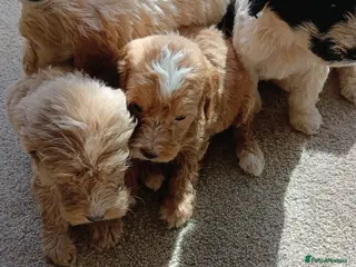 Cockapoo dogs Cockapoos - Advert 1