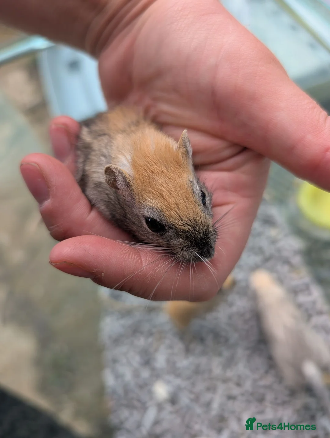 Rat rodents for sale: Tame rats, gerbils, hamster  - Advert 2