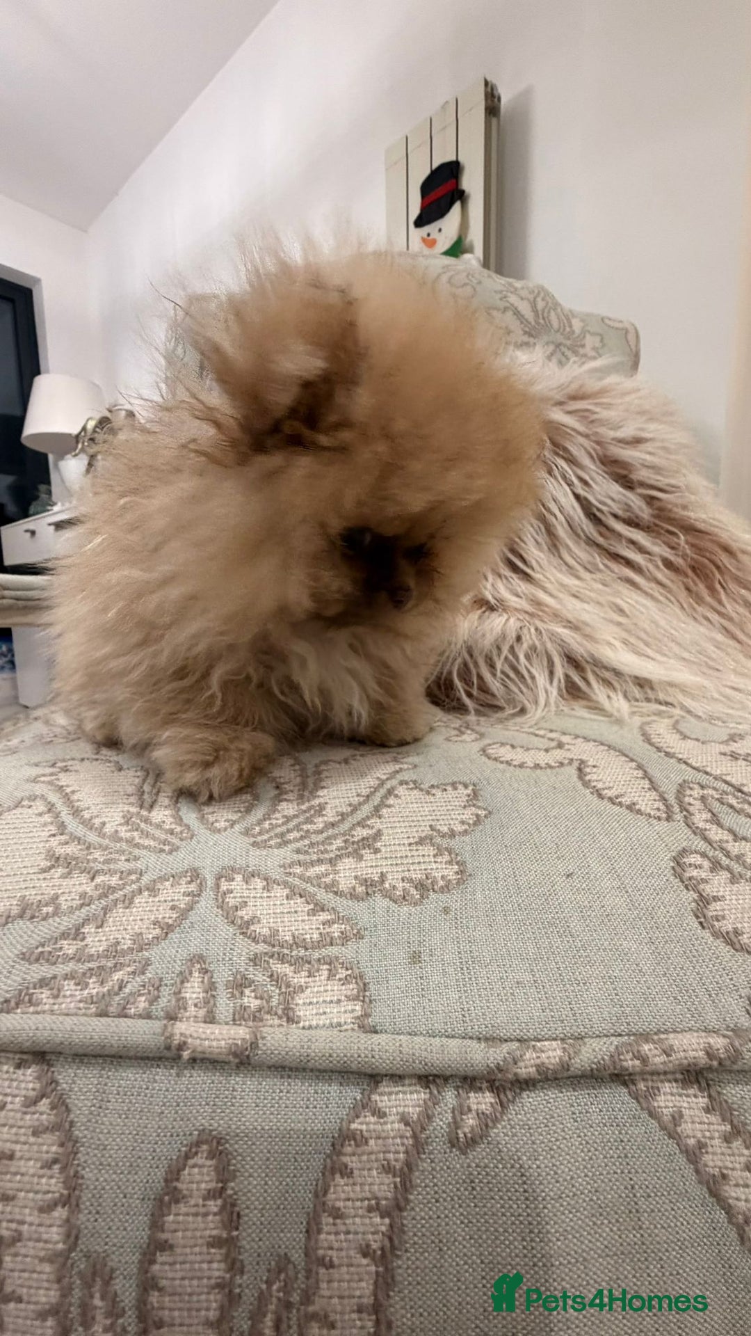 Pomeranian dogs for sale: Stunning littler of KC Pom puppies - Advert 23