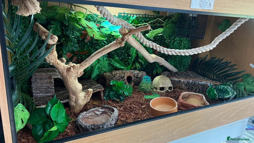 Python Snake reptiles for sale: Rain, the Royal Python - 1 Year 9 Months in Billingham - Advert 2
